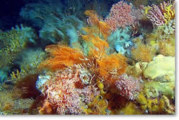 Methane gas escaping from ocean floor may be one cause of global warming