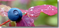 Blueberries
