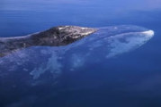 Bowhead Whales