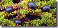 Crowberries