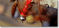 Fly