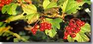 Highbrush Cranberries
