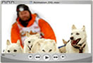 Iditarod video. Iditarod