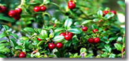 Lingonberries