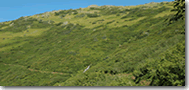 MtJuneau