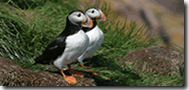 Puffin