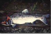 Salmon nose deep into Alaska ecosystems
