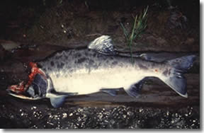 Alaska Salmon