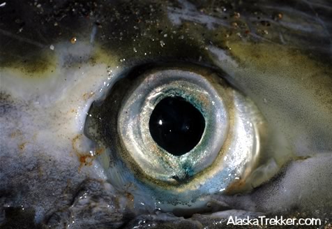 salmon eye