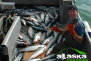 Alaska’s fish are very clean