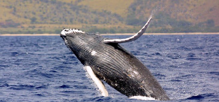 alaska_whales