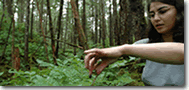 berrypicking_in_alaska