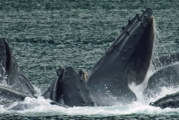 Humpback Whales Bubble Net Feeding in Alaska