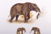 Mastodons long gone from the north