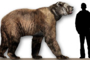 The dominant predator of North America?
