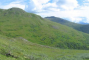 Denali plants more diverse up high