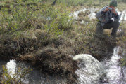 Water Fountains in the Tundra