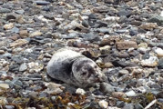 NOAA Fisheries rescue harbor seal pup near Juneau