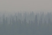 Alaska’s wildfires and the changing boreal forest
