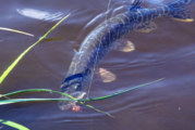 Ancient Northern Pike Found in Alaska Lake Mud
