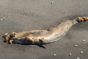 Deaths of large whales in Gulf of Alaska an unusual mortality event – NOAA