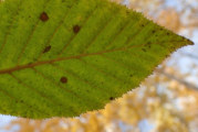 Alaska alders go their own way in autumn