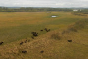 Wood Bison Settling Home in Shageluk, Alaska