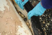 Scientists conduct full necropsy in quest to determine what killed killer whale