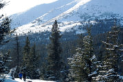 Kenai bark beetles primed for another devastating run