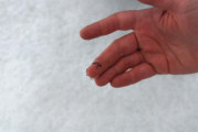 Ice Worms: Enigmas of the North