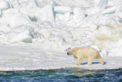 Alaska Polar Bears Walking a Treadmill of Ice
