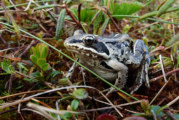 Calling frogs signal the change of season