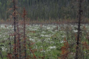Fire breaks down and builds up Alaska boreal forest