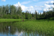 Moose Not Easy To See On Big Alaska River