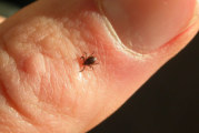 Exotic ticks found on Alaska dogs, Alaskans
