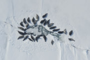 NOAA Fisheries finds harbor seals in Iliamna Lake not warranted for listing under ESA