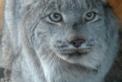 To Alaska and then some for Yukon Lynx