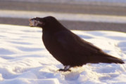 Are Alaska Ravens Responsible for Wolf Packs?