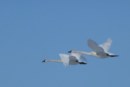 Tundra Swans Take Two Distinct Paths to Alaska