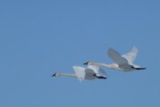 Tundra Swans Take Two Distinct Paths to Alaska
