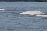 NOAA releases new population estimate for endangered Cook Inlet beluga whales