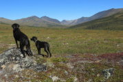 Dogs Have Made Alaska Home For Thousands Of Years
