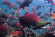 The most valuable wild salmon fishery in the world could become a mine under Trump