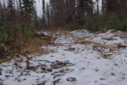Wolves a defining part of Alaska landscape