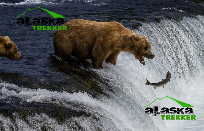 alaska-bear-viewing