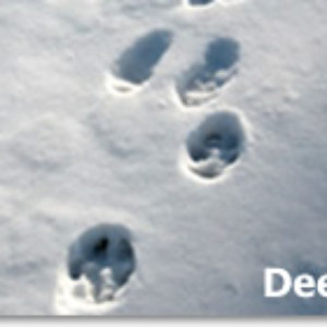 Alaska Animal Tracks