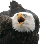 contact_eagle