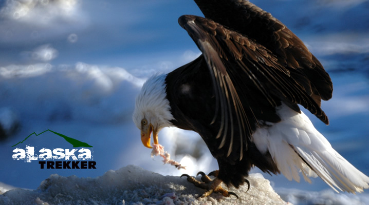 eagles