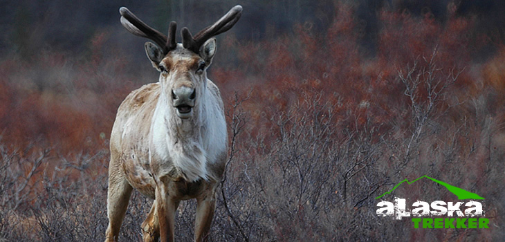alaska_caribou