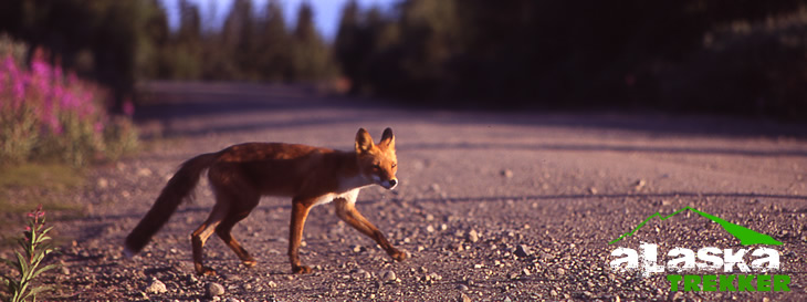 alaska_hunting